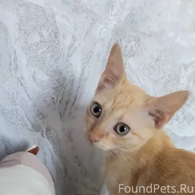 Пропала кошка, ул. Пуцатова