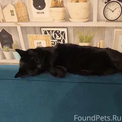 Пропал кот, 12 лет, красный ошейник