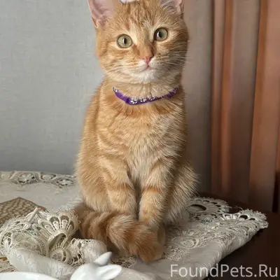 Пропала кошка Муся, центр (Свердлова/Московская)