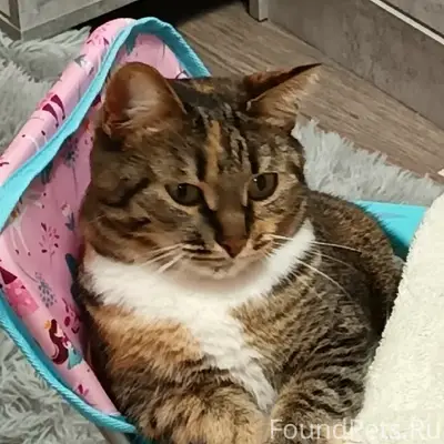 Пропала кошка Мотя, Русское Давыдово