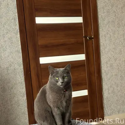 Пропала кошка Плюша, Североморск