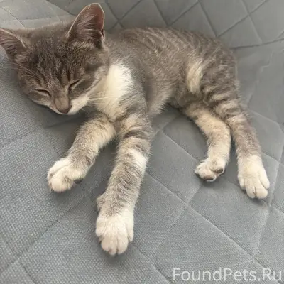 Найдена маленькая кошка, без дома