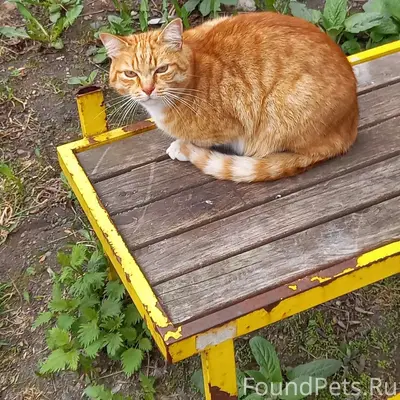 Пропал кот, Тоншалово