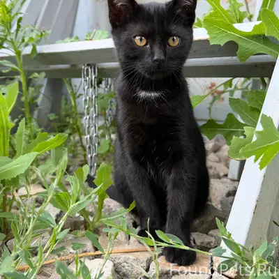 Найден чёрный котёнок, Верхняя Луговая 85