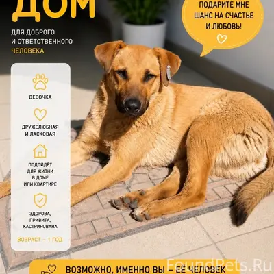 Найденна собака, город и область