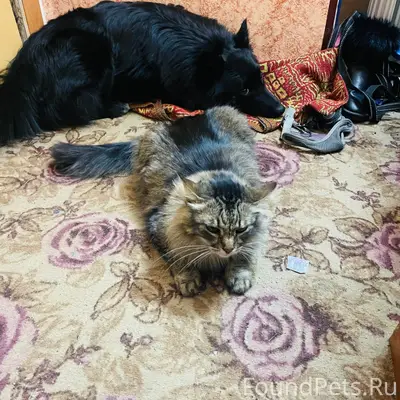 Пропал кот, Лабытнанги