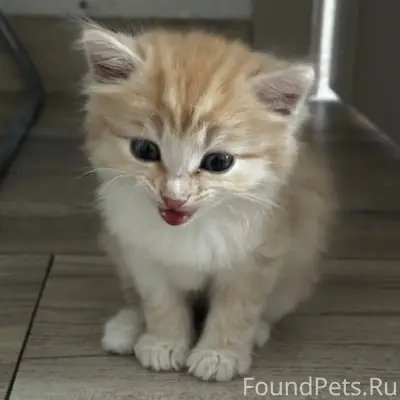 Найден рыжий котёнок, деревня