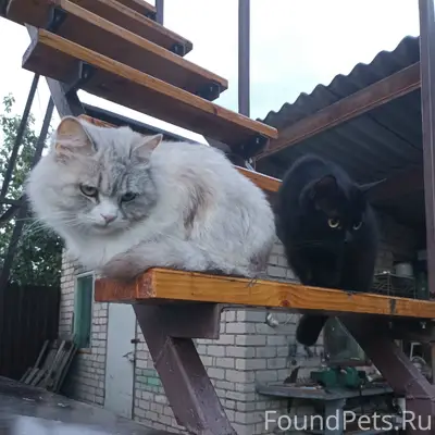 Пропала кошка Василиса, район 4ой школы