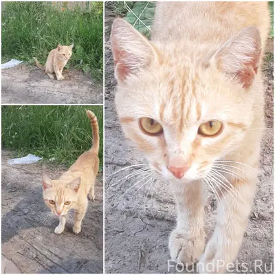 Найден рыжий котёнок, Новочебоксарск