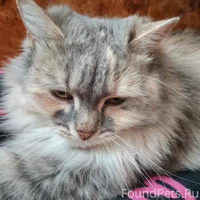 Пропала кошка Фрося, центр