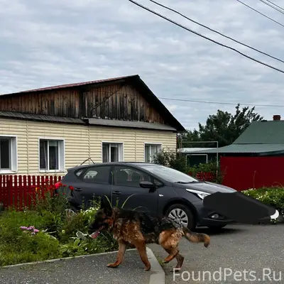 Пропала собака, Мира