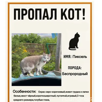 Пропал кот Пиксель, Ижевск