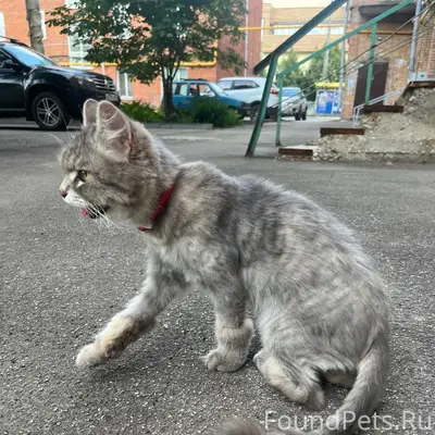Пропала кошка, Чапаевск
