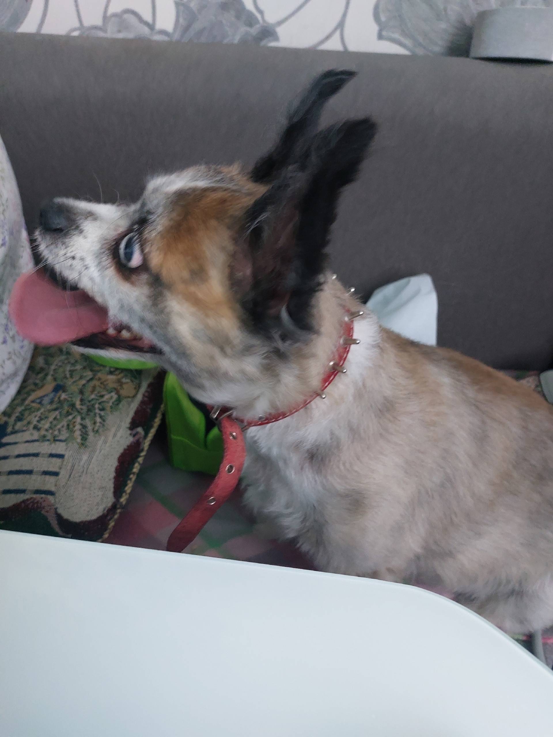 Найден кобель, Ленина 29