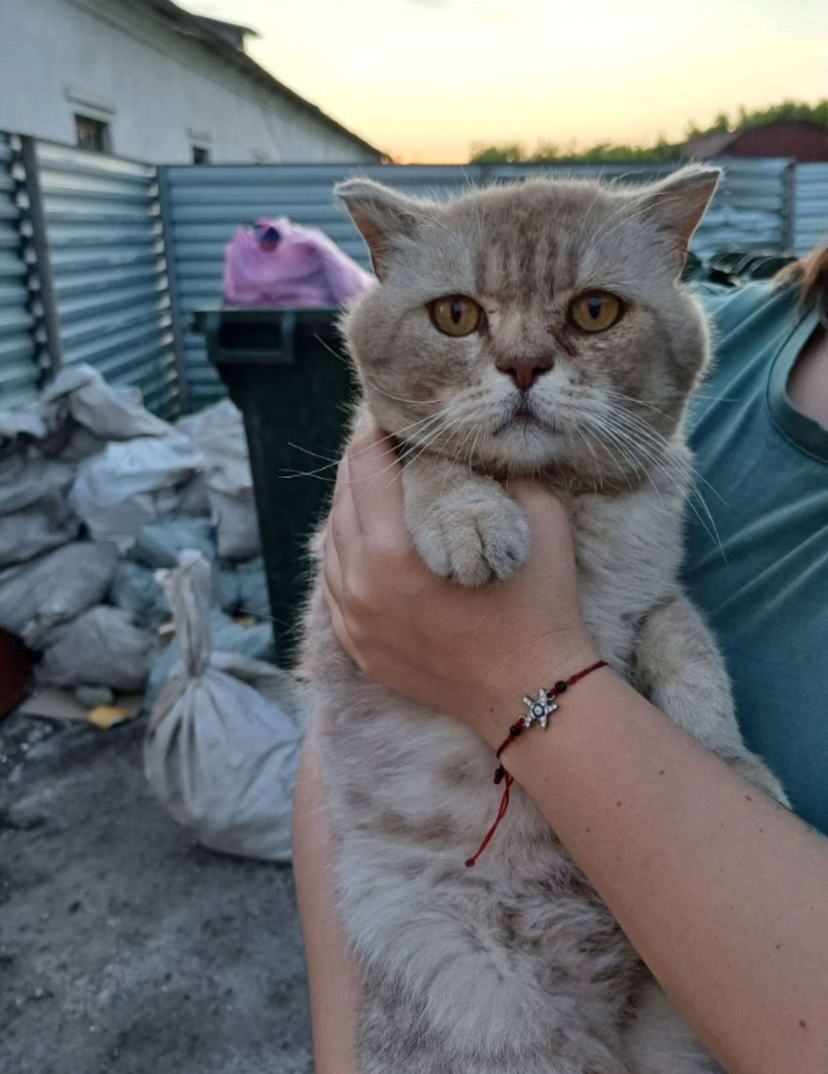 Найден кот, г. Буинск