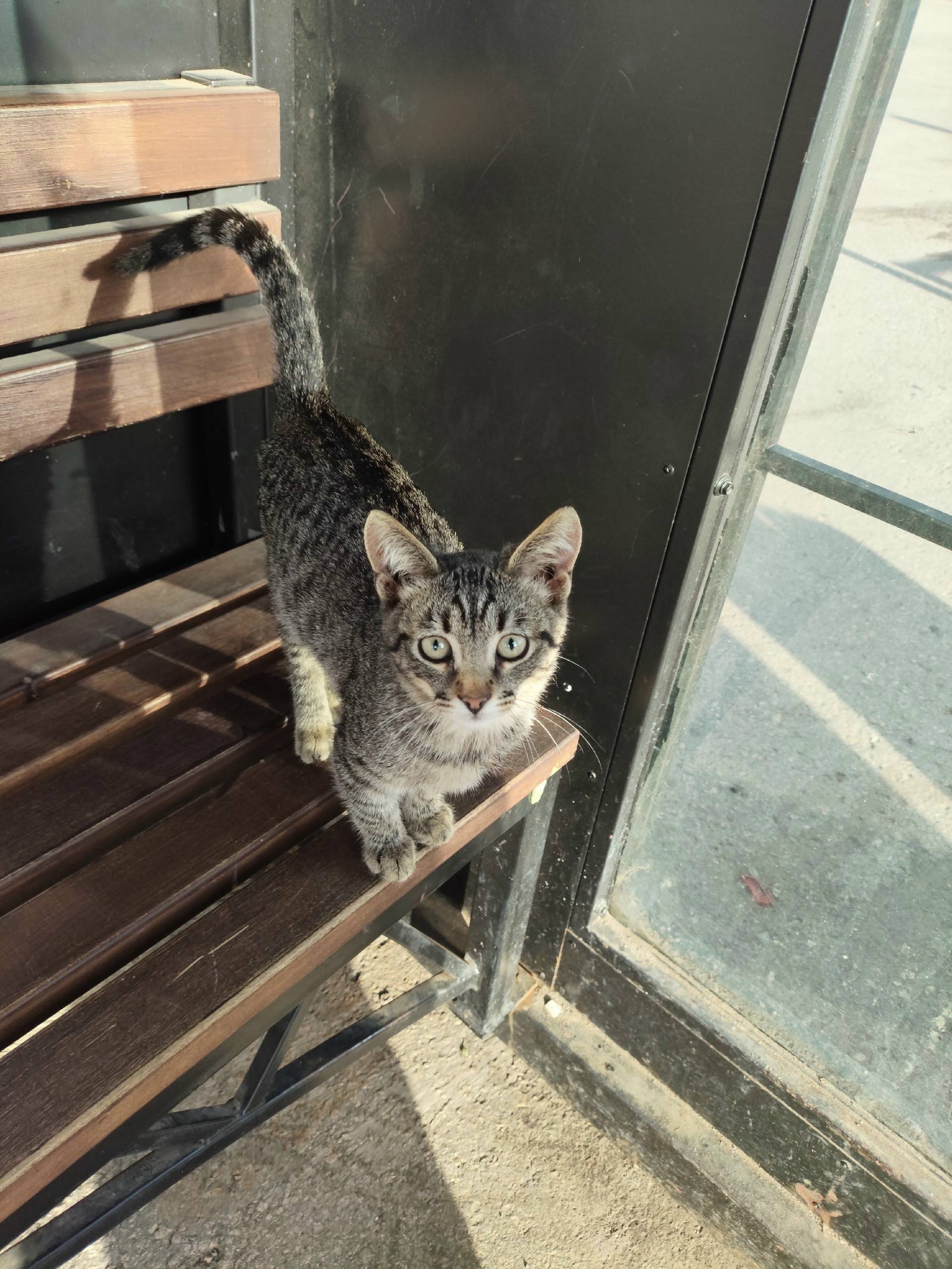 Найден молодой котёнок, мальчик, 2–3 месяца, низ Площади