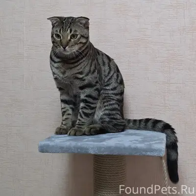 Пропал бенгальский кот Тимоха, улица Калинина
