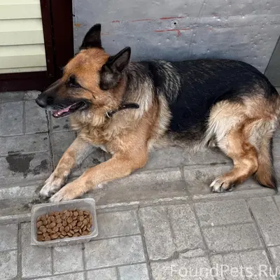 Пропала немецкая овчарка, хромает, улица Кошевого