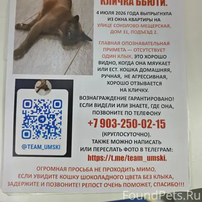 Бурма, 8 лет, коричневого цвета, нет одного клыка