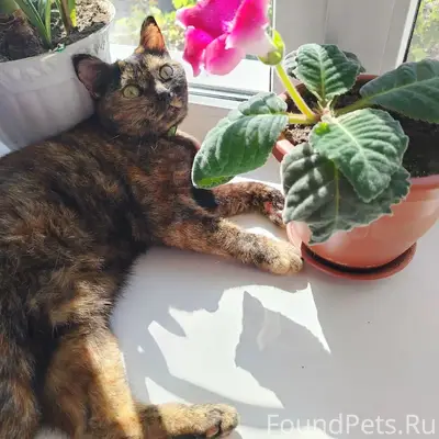 Пропала кошка Стеша