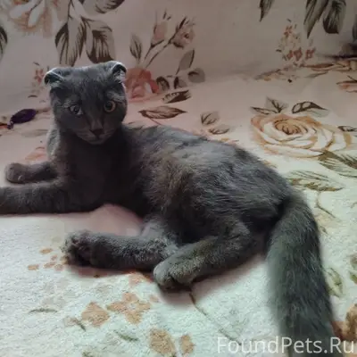 Найден вислоухий котёнок, район Красная Горка