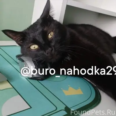 Пропал кот Люций, Почтовый Тракт 19