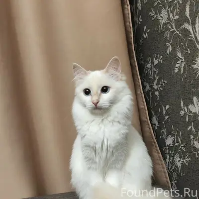 Пропала кошка Белка, Г-1