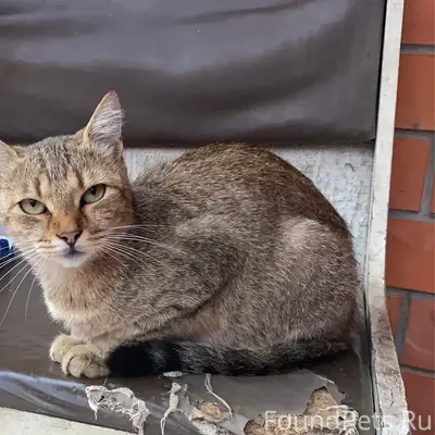 Пропала кошка Лиза, красный окрас