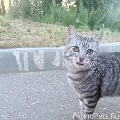 Найдена кошка, ЖК Гранд Парк