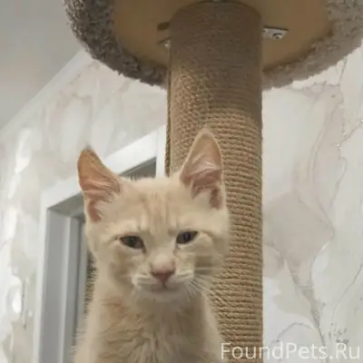 Найден котёнок Боня, северный микрорайон