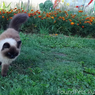 Пропала кошка Симка, ул. Ленина