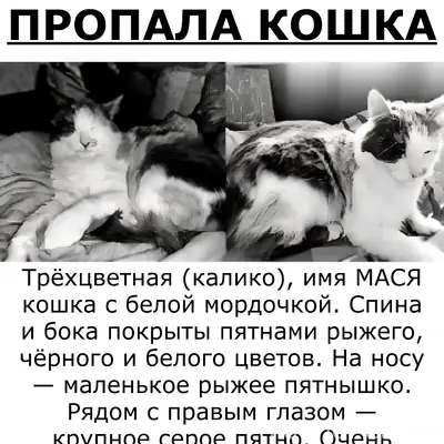 Пропала кошка, Калуга