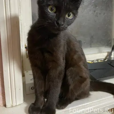Пропала кошка Ника, Стахановский район