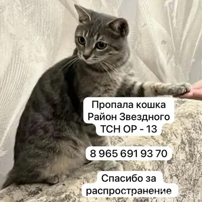 Пропала кошка