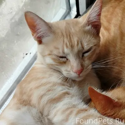 Пропал кот, район 1,2 восточная