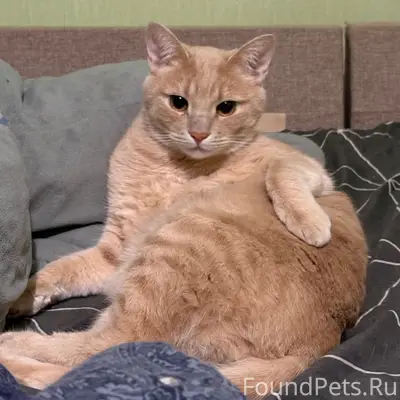 Пропал Рыжок, пр-т Труда 37