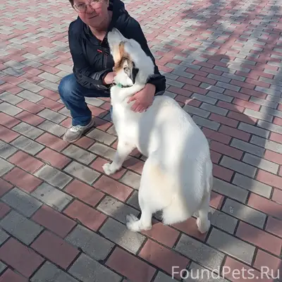 Пропала собака Белка