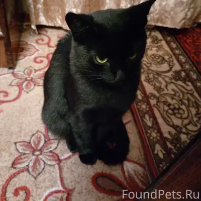 Пропала кошка Аида, район Красный Флаг