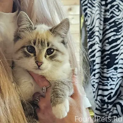 Пропал кот Пепел, д. Задняя