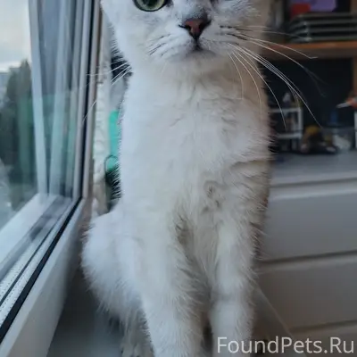 Найдена кошка, 20 квартал