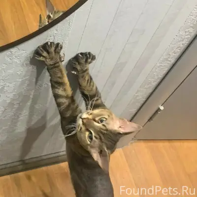 Пропал сфинкс