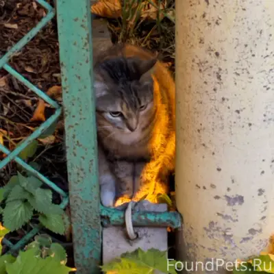 Найдена кошка, Коломна