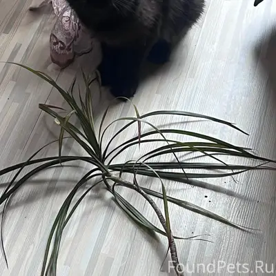 Пропала кошка Яся, Боярова 9