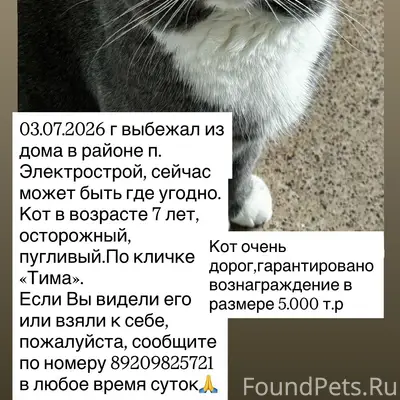 Пропал кот, [место не указано]