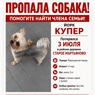 Пропала собака