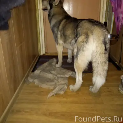 Пропал хаски Сёма