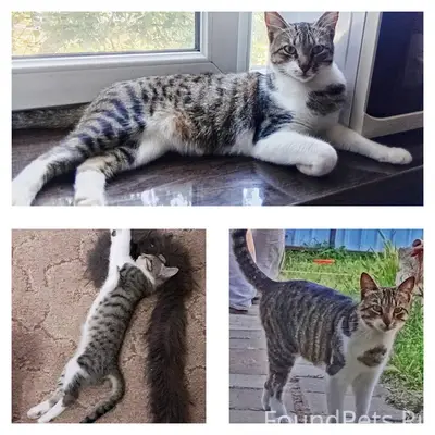 Пропала кошка Мотя, Керчь