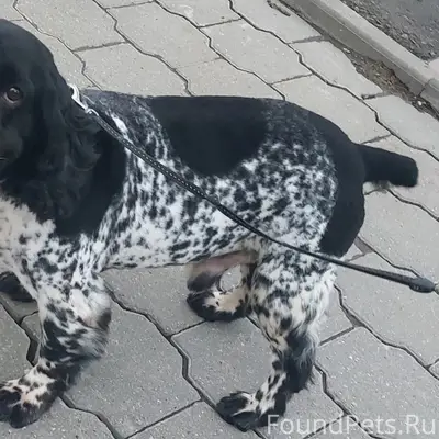 Пропал русский спаниель Грей, Белёвский район