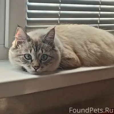 Пропала домашняя кошка, 2-я Слободская