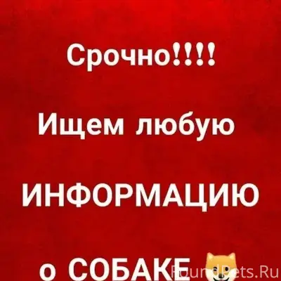 Найденна взрослая собака, Первоуральск